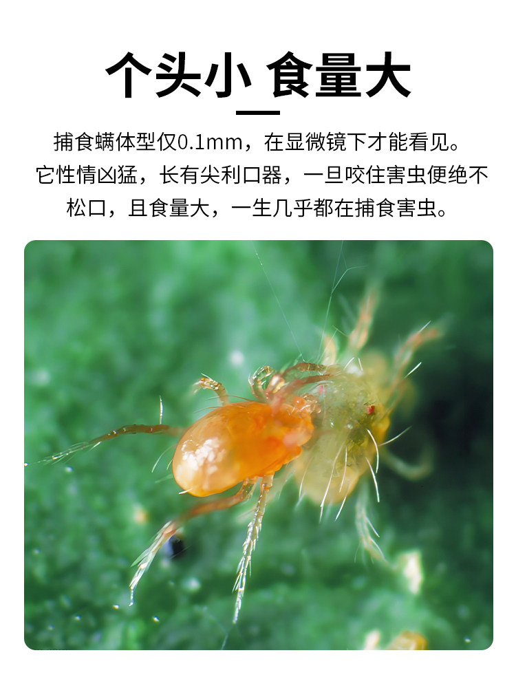 福建艳旋捕食螨活虫红蜘蛛蓟马粉虱茶黄螨草莓月季多肉农用园艺,淘宝优惠券,粉丝福利购,淘宝优惠卷