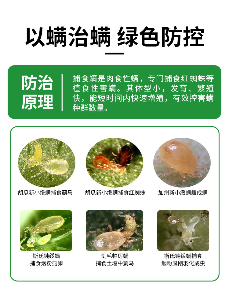 福建艳旋捕食螨活虫红蜘蛛蓟马粉虱茶黄螨草莓月季多肉农用园艺,淘宝优惠券,粉丝福利购,淘宝优惠卷