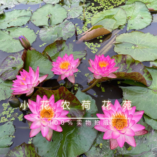 耐寒睡莲开花超多 正品莲花对版带花发货  全年开花盆种鱼缸池塘 - 图1