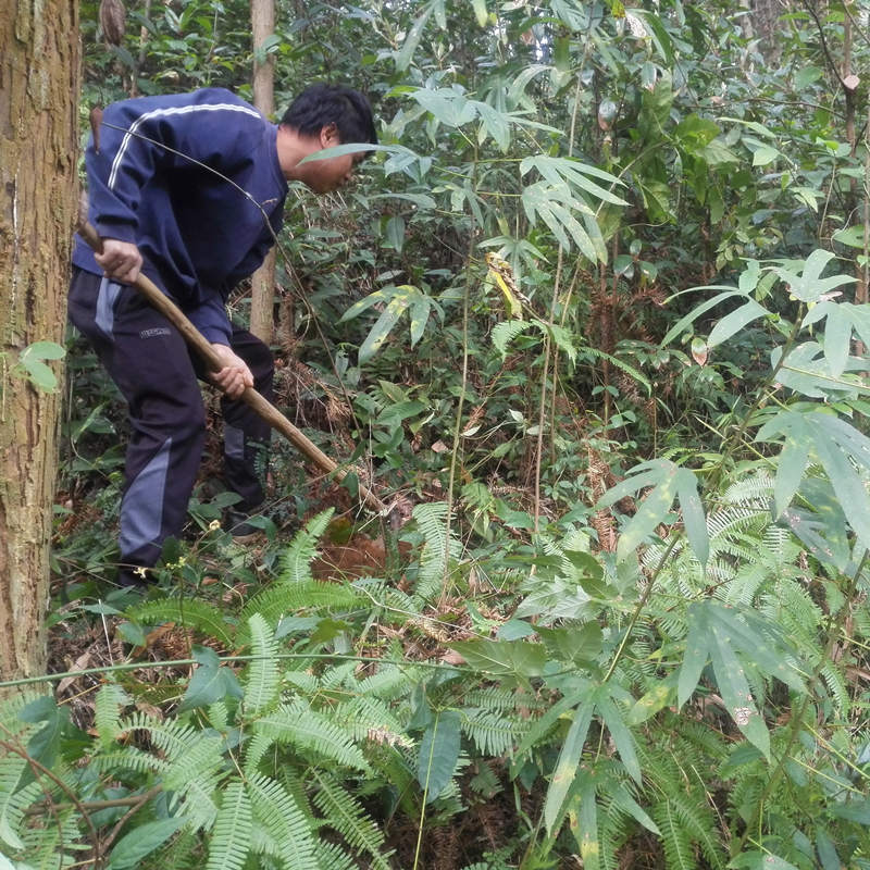 现挖野生五指毛桃原色原味椰奶薏米20年香大根小根牛奶根煲汤料-图2