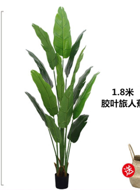 大型仿真散尾葵芭蕉树棕榈