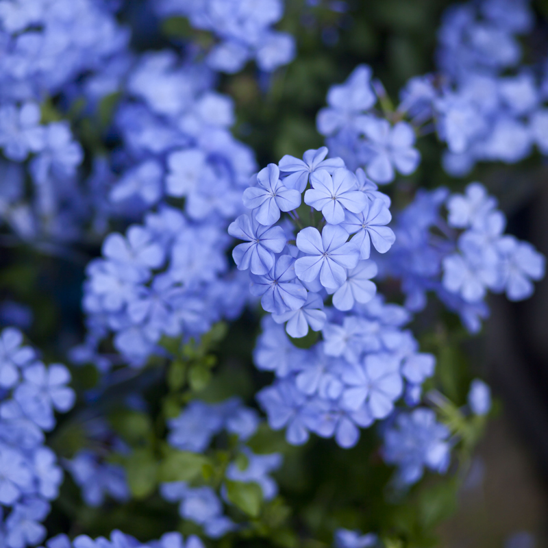 东篱园艺蓝雪花红雪花白雪花室内阳台庭院多年生四季开花绿植花卉 - 图1