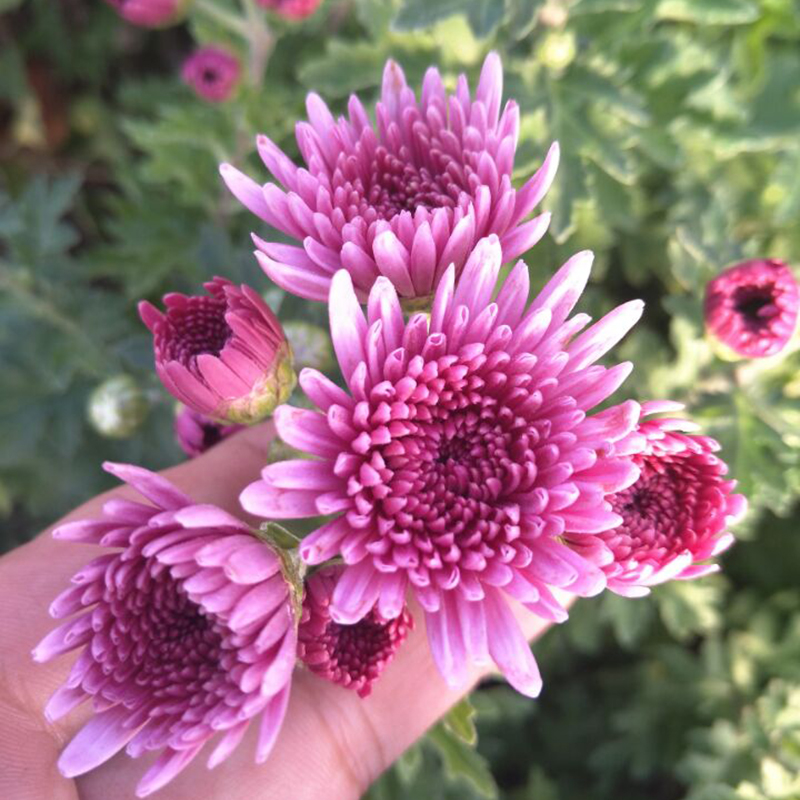 东篱园艺老品种食用菊花泡茶阳台盆栽地栽耐寒耐热多年生草本花卉 - 图0