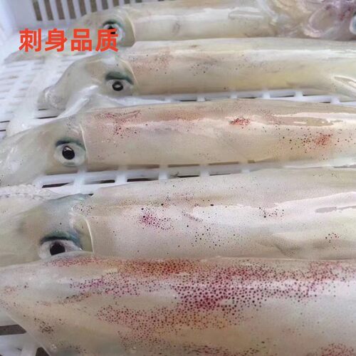 天然海钓大鱿鱼大管鲜活火箭鱿鱼海管笔管枪乌贼刺身食材东山海鲜 - 图0