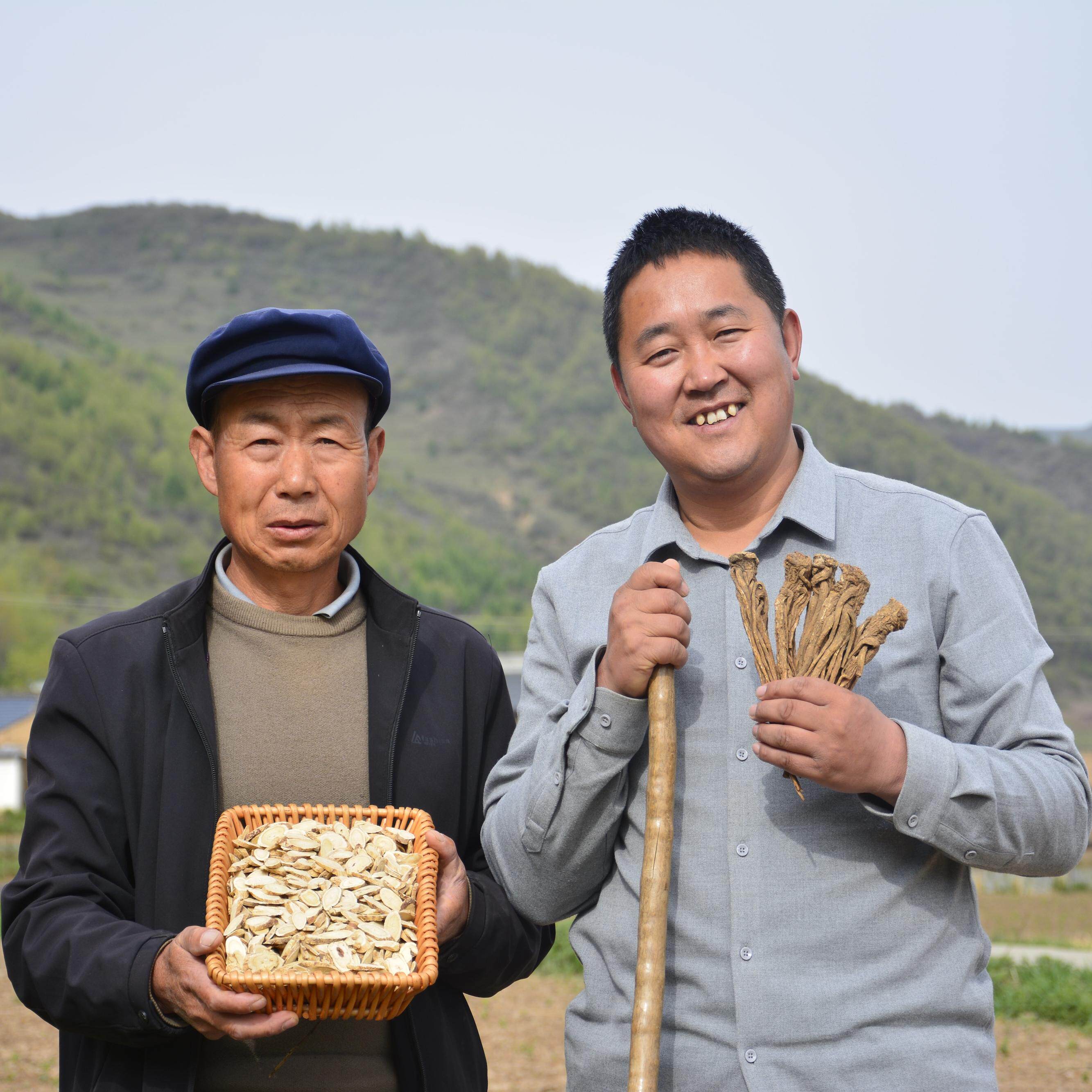 岷县黄芪大片无硫磺特级黄氏正品北芪片药材甘肃当归哥搭配党参