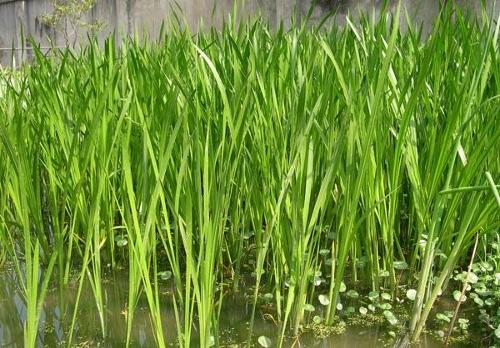 绿化水道 水池 水生植物黄菖蒲常绿鸢尾水竹再力花芦苇香蒲苗10颗 - 图1