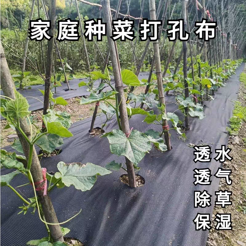 蔬果打孔防草布药材花卉开孔防草膜地膜苗木保湿农用菜地除草地布 - 图0