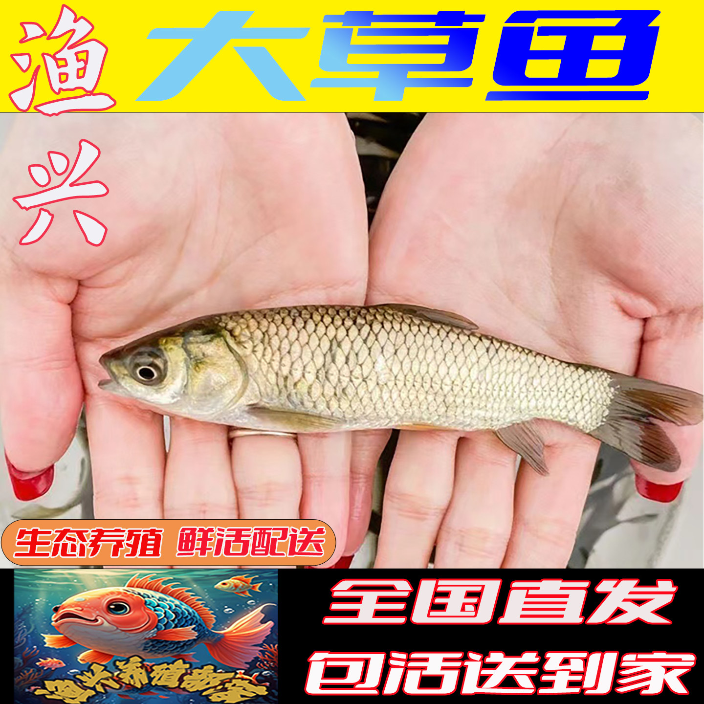 中科鲫鱼苗活鱼苗淡水鱼苗批发本地中科5号鲫鱼苗特大工程鲫鱼苗