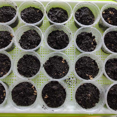 猫草种子小麦草麦苗籽种植套餐可水培土种营养土养猫兔子草清理毛 - 图0