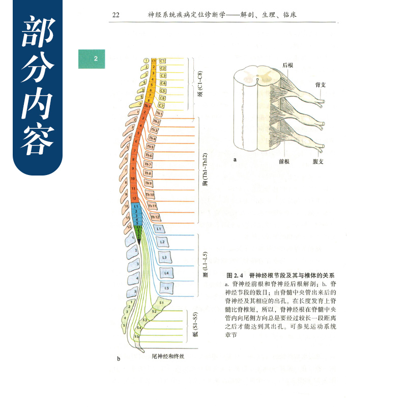 新版 DUUS神经系统疾病定位诊断学 解剖生理临床细胞神经元结构突触分析德文第10版 刘宗惠 徐霓霓译 海洋出版社9787521007381 - 图2