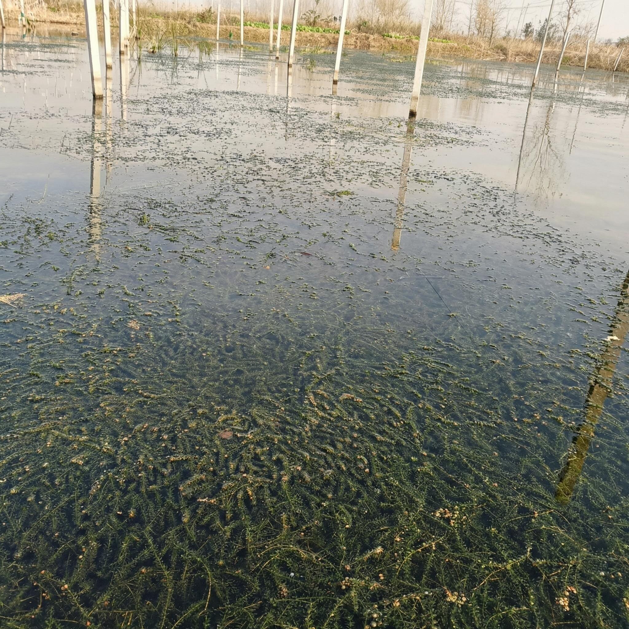 伊乐藻水草小龙虾螃蟹养殖专用水草鱼可吃净化水的草鱼缸水草植物
