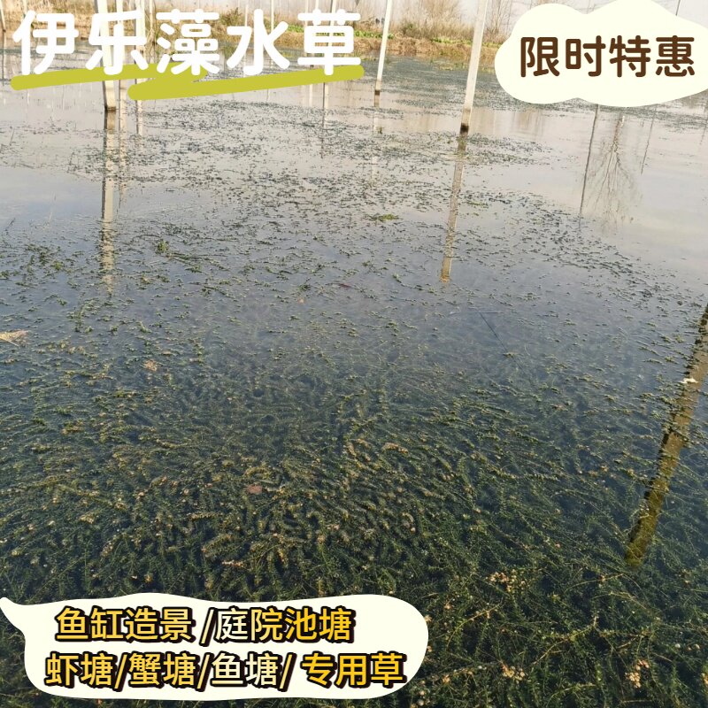 伊乐藻水草养螃蟹专用水草养不死水草龙虾专用草鱼缸造景天鹅喜食
