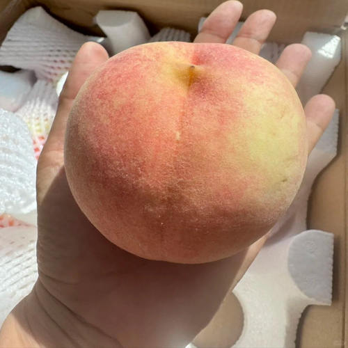 嫁接绿化九号水蜜桃树苗老品种9号艳红桃苗多年生脱毒果树阳台种 - 图3
