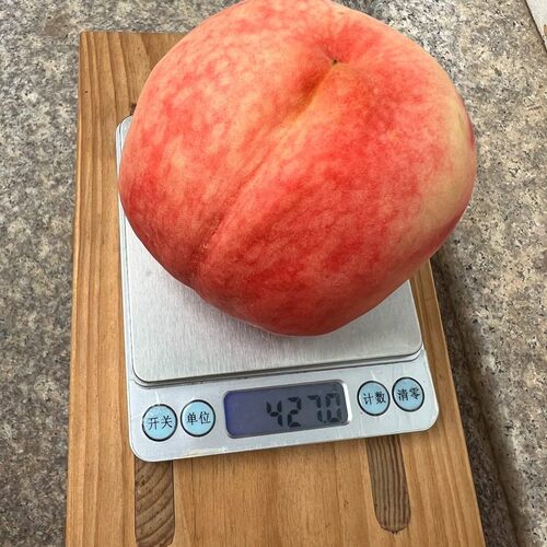 嫁接绿化九号水蜜桃树苗老品种9号艳红桃苗多年生脱毒果树阳台种 - 图1