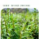 ແທ້ຈິງແລ້ວ Huoshan dendrobium puree ຢ່າງເປັນທາງການຂອງແທ້ຈິງທີ່ບໍ່ມີສີມ່ວງ Dendrobium officinale ນ້ໍາ puree ເຄື່ອງດື່ມສົດໃຫມ່ປະສິດທິພາບການແກ້ໄຂຕົ້ນສະບັບແລະບົດບາດຂອງການບໍາລຸງລ້ຽງ yin ແລະສົ່ງເສີມນ້ໍາທີ່ຈະຊ່ວຍໃນການຫຼຸດລົງ້ໍາຕານໃນເລືອດແລະຄວາມດັນເລືອດສາມຊາສູງ.