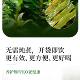 ແທ້ຈິງແລ້ວ Huoshan dendrobium puree ຢ່າງເປັນທາງການຂອງແທ້ຈິງທີ່ບໍ່ມີສີມ່ວງ Dendrobium officinale ນ້ໍາ puree ເຄື່ອງດື່ມສົດໃຫມ່ປະສິດທິພາບການແກ້ໄຂຕົ້ນສະບັບແລະບົດບາດຂອງການບໍາລຸງລ້ຽງ yin ແລະສົ່ງເສີມນ້ໍາທີ່ຈະຊ່ວຍໃນການຫຼຸດລົງ້ໍາຕານໃນເລືອດແລະຄວາມດັນເລືອດສາມຊາສູງ.