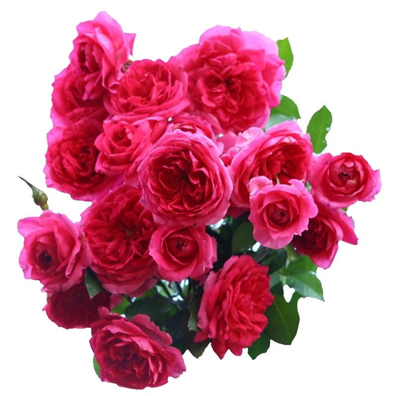 【大游行】藤本月季爬藤植物月季,淘宝优惠券,粉丝福利购,淘宝优惠卷