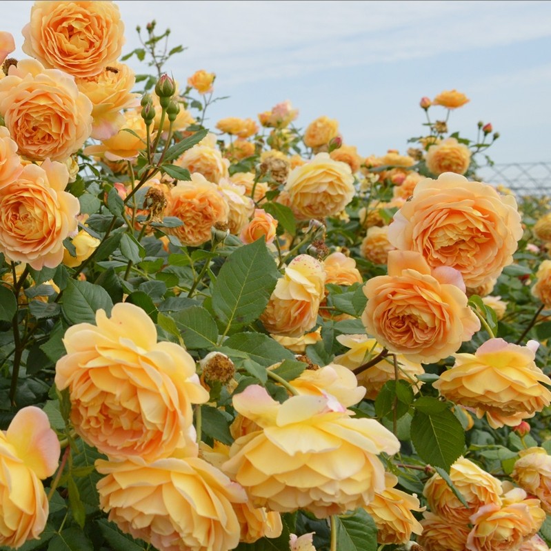 【黄金庆典】藤本月季小苗四季开大花浓香庭院爬墙月季花,淘宝优惠券,粉丝福利购,淘宝优惠卷