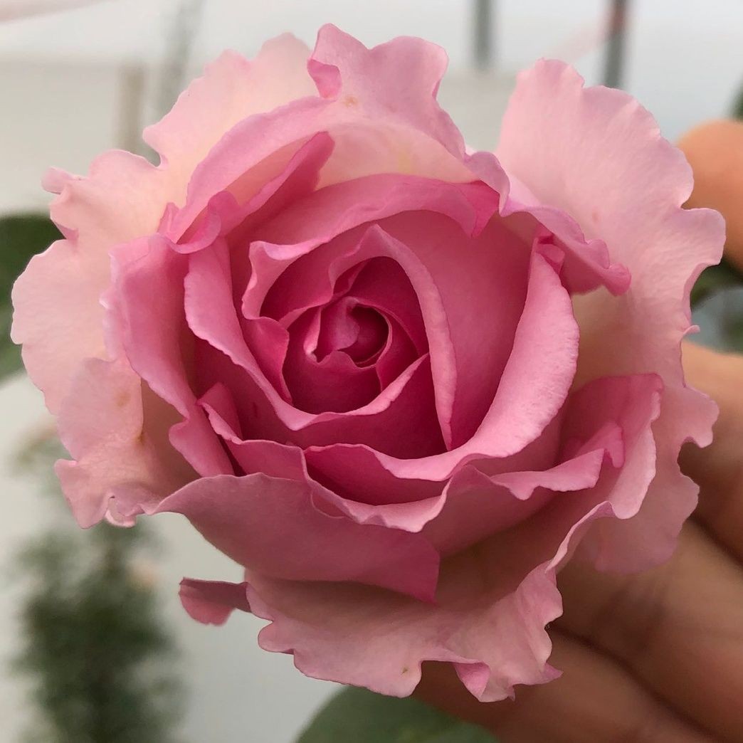 罗伊藤月季苗盆栽地栽庭院花园爬藤玫瑰胭脂扣蔷薇花卉,淘宝优惠券,粉丝福利购,淘宝优惠卷