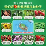 Посадка ручной работы овощи, цветы, батончик для посадки на солнце, ученики начальной школы Наблюдение за ростом