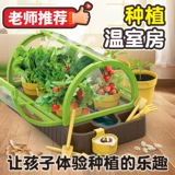 Посадка ручной работы овощи, цветы, батончик для посадки на солнце, ученики начальной школы Наблюдение за ростом