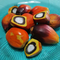 Fresh oil palm fruit palm fruit tropical fruit Xishuangbanna production now picking origin straight hair