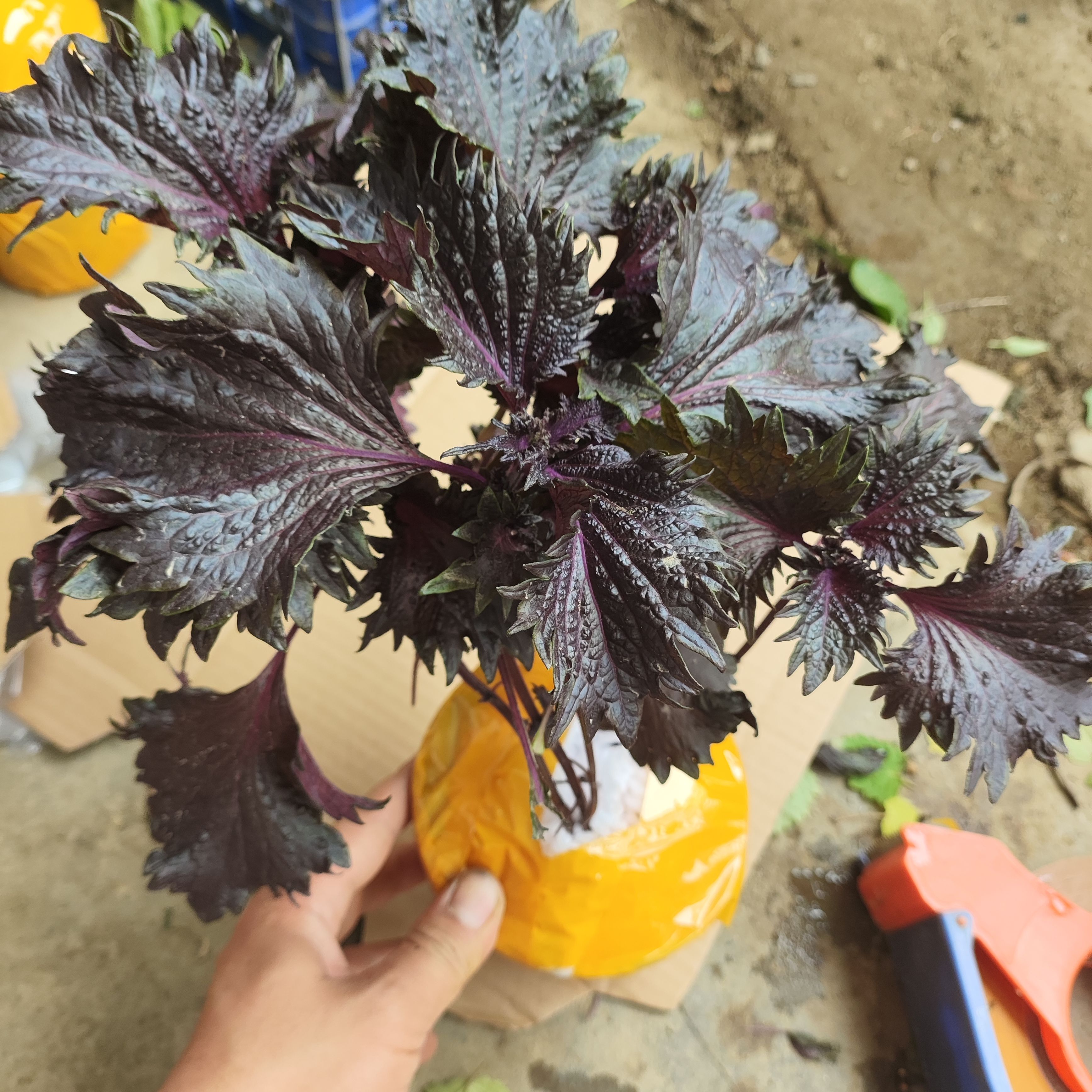 双面紫色紫苏种苗食用鸡冠紫苏苗盆栽全紫色紫苏叶苗广西紫苏种苗 - 图2