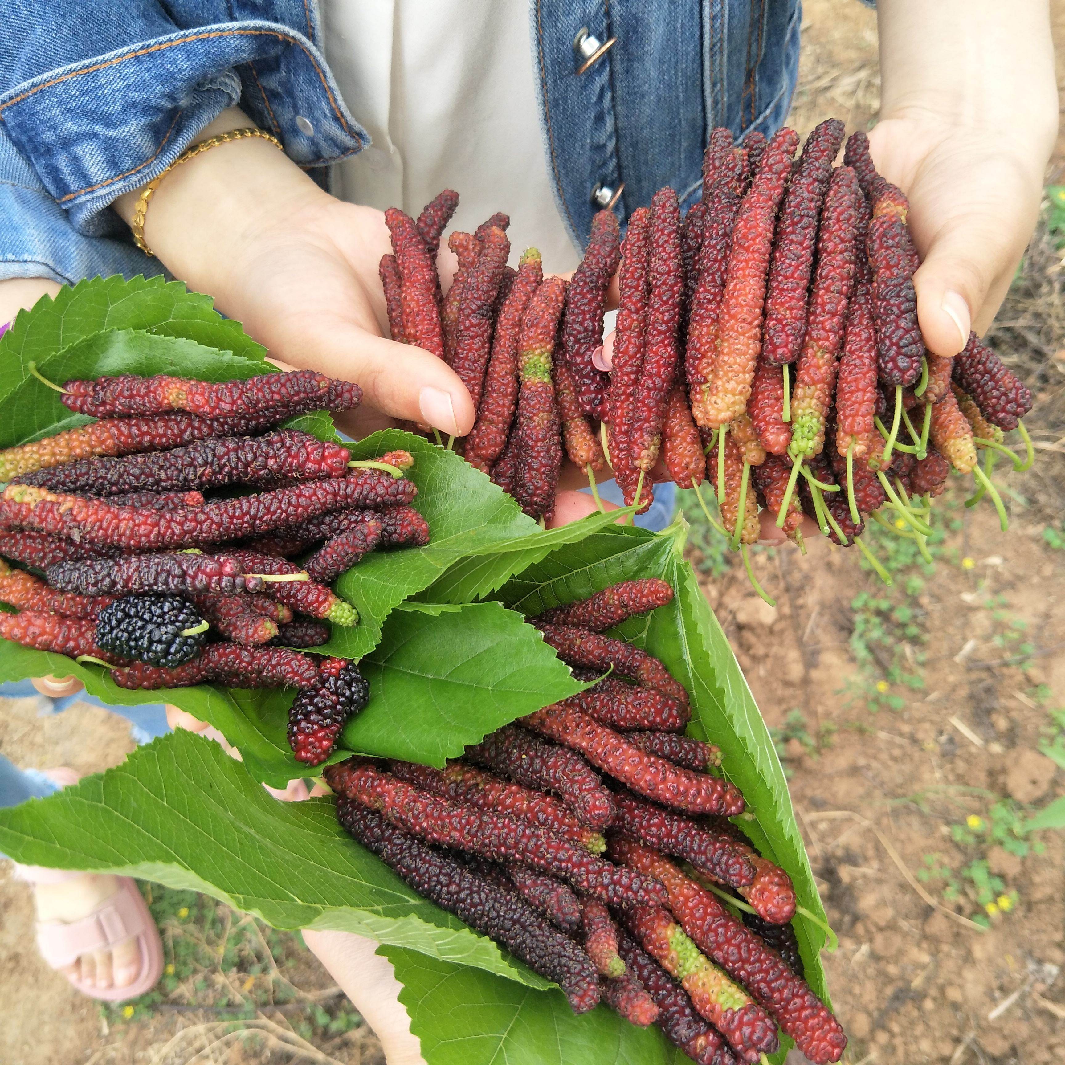 桑葚树苗桑树苗 果桑苗无籽大十嫁接苗 地栽盆栽桑苗 长果采摘园,淘宝优惠券,粉丝福利购,淘宝优惠卷