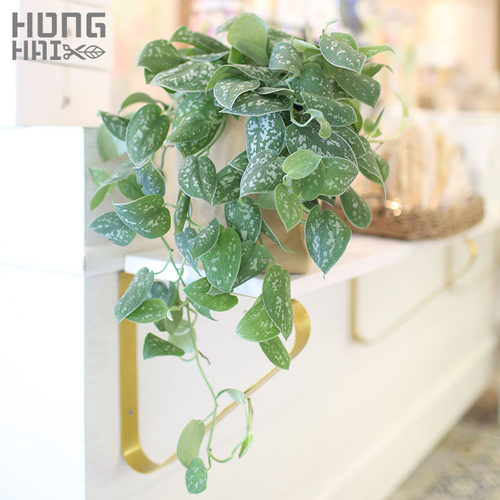 大叶小叶银斑葛绿萝盆栽室内绿植垂藤植物耐阴净化空气 - 图2