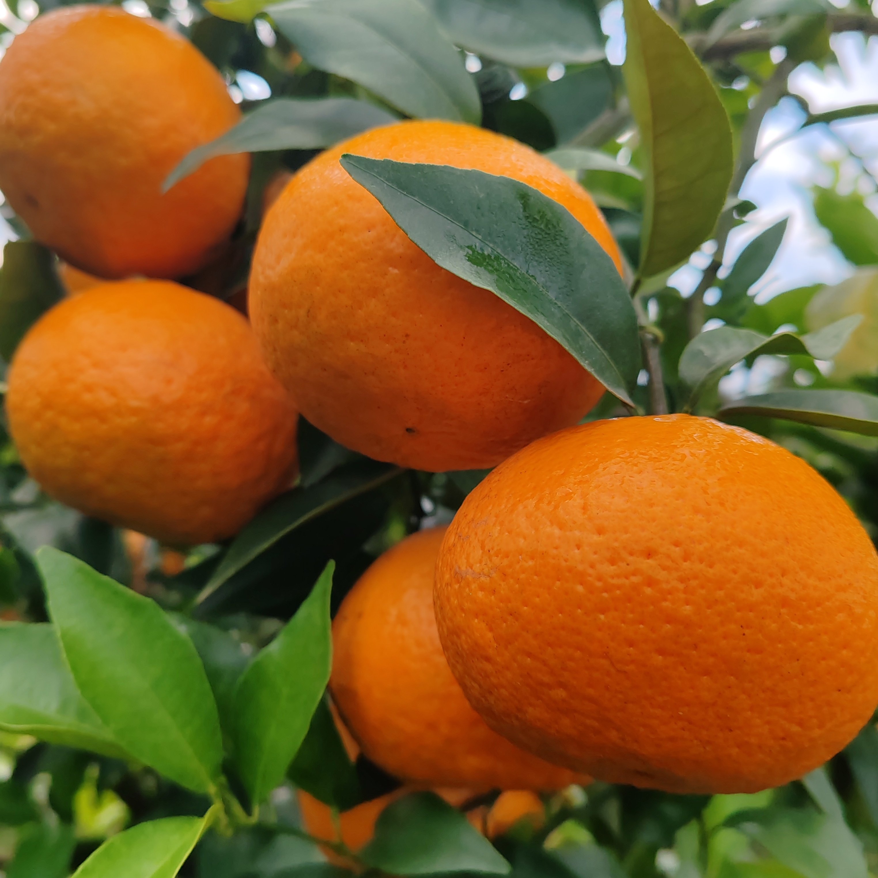 云南高山新鲜沃柑自然成熟水果桔橘橙子当季一箱批发包邮负责售后,淘宝优惠券,粉丝福利购,淘宝优惠卷