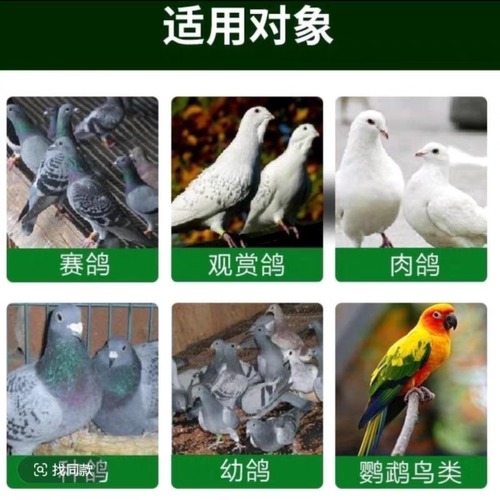 鸽护卫液体温独温度瘟毒一号呼吸道清理球滴二合一鱼肝油赛信鸽子 - 图2