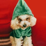 Одежда для собак, зимняя одежда, четвероногая одежда, плюшевая одежда, теплая и густая одежда для кошек, домашние животные, осенняя и зимняя рождественская одежда для кошек