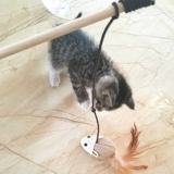 Кошка поставляет мыши, дразнящие кошачьи палочки могут выдвигать рыб