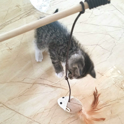 Кошка поставляет мыши, дразнящие кошачьи палочки могут выдвигать рыб