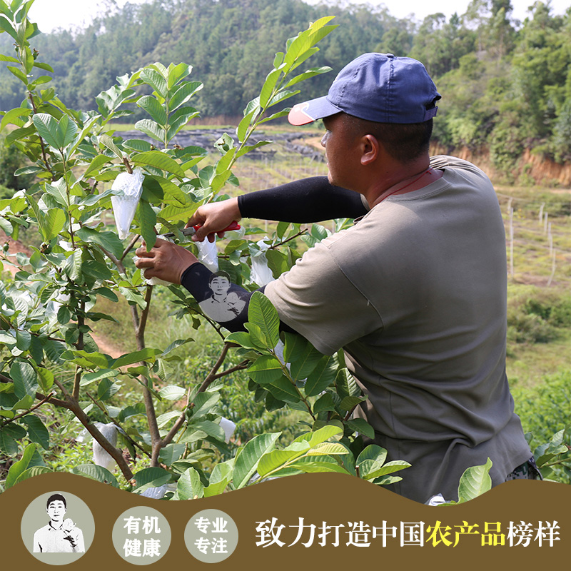 台湾黄金东生番石榴白心芭乐孕妇新鲜水果5斤大果整箱顺丰包邮_东生番石榴基地_水产肉类/新鲜蔬果/熟食-第3张图片-提都小院