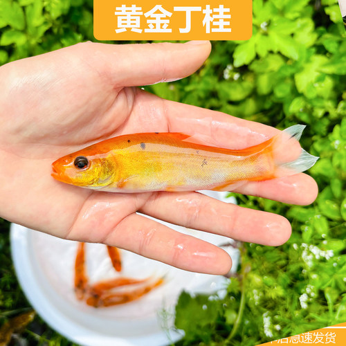 黄金丁桂红色丁桂鱼稀有红丁桂鱼苗黄化丁桂鱼万里挑一混养鱼医生 - 图3