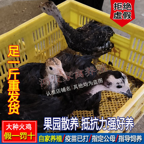 足一斤火鸡大种观赏鸡花色青铜火鸡散养黑色贝蒂娜火鸡巨型宠物鸡 - 图0