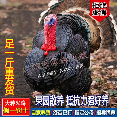 足一斤火鸡大种观赏鸡花色青铜火鸡散养黑色贝蒂娜火鸡巨型宠物鸡 - 图1