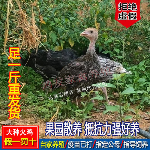 足一斤火鸡大种观赏鸡花色青铜火鸡散养黑色贝蒂娜火鸡巨型宠物鸡 - 图3