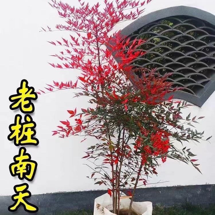 火焰南天竹盆栽 红天竺大花树苗老桩盆景结果植物果叶植物耐寒,淘宝优惠券,粉丝福利购,淘宝优惠卷