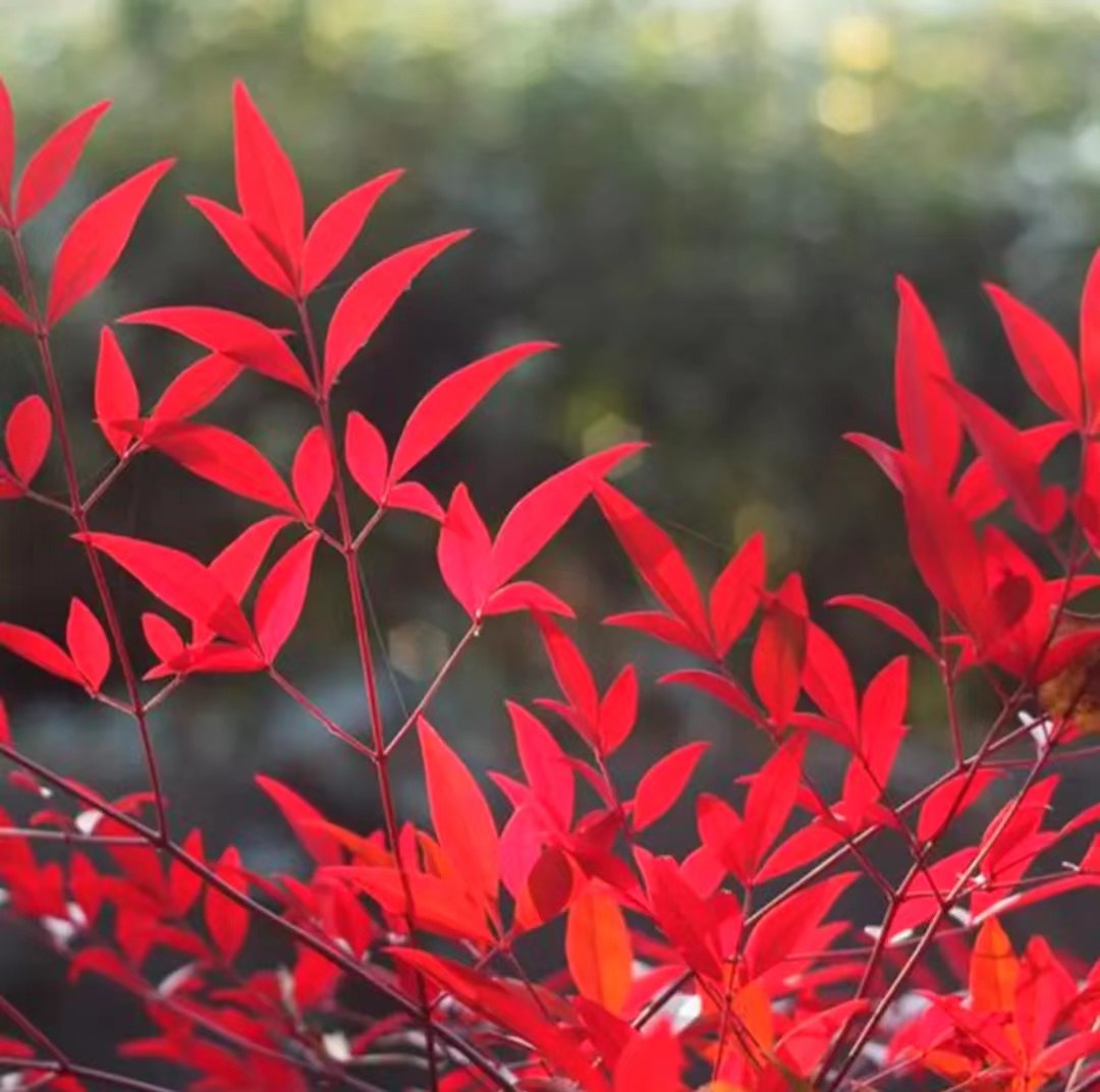 火焰南天竹盆栽 红天竺大花树苗老桩盆景结果植物果叶植物耐寒,淘宝优惠券,粉丝福利购,淘宝优惠卷
