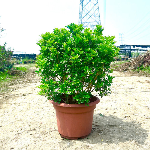 老桩香水米兰花盆栽四季开花绿植花卉好养易活庭院阳台客厅盆景 - 图2