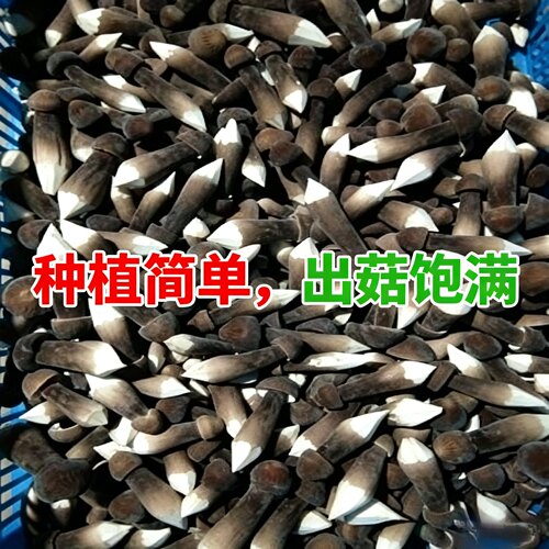 新款长根菇种包古田食用菌菇蘑菇棒 鸡枞菇种植包提供技术送指南 - 图3