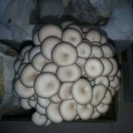 平菇菌包菌菇食用菌棒多肉植物蘑菇种家用种植菇包送喷壶喷水即长 - 图2