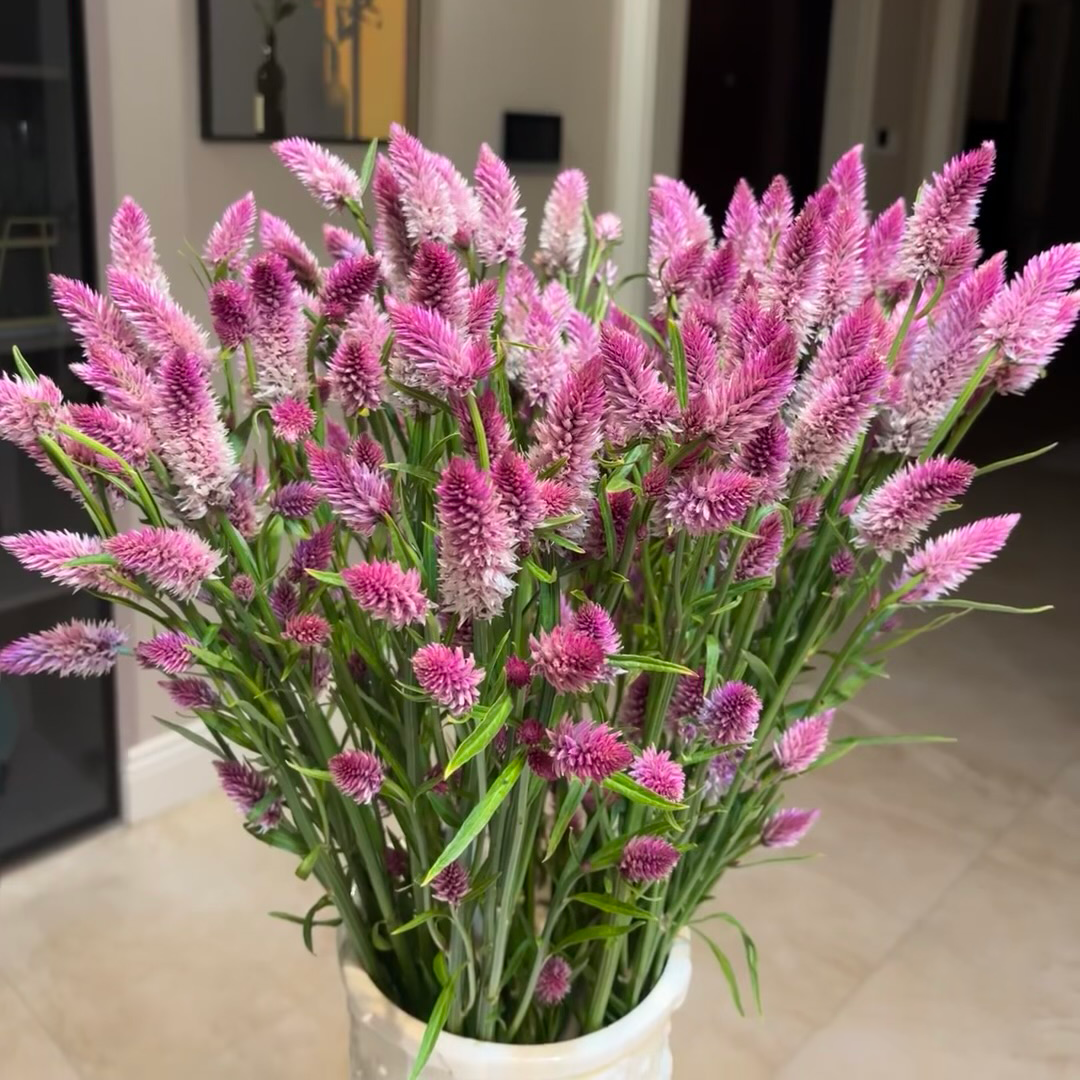 多头粉色凤尾鲜花室内水培植物家用插花云南基地直发可做干花顺丰,淘宝优惠券,粉丝福利购,淘宝优惠卷
