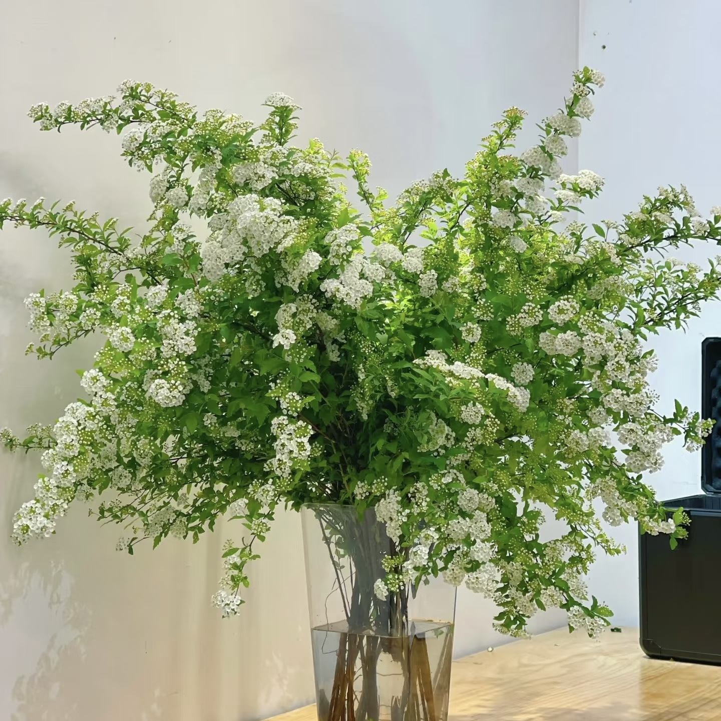小手球鲜切花室内水培植物家用插花装饰摆件云南基地直发鲜花顺丰-图0