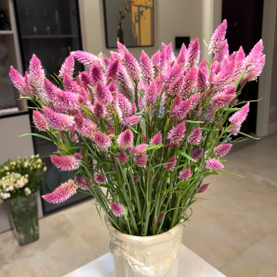 多头粉色凤尾鲜花室内水培植物家用插花云南基地直发可做干花顺丰,淘宝优惠券,粉丝福利购,淘宝优惠卷