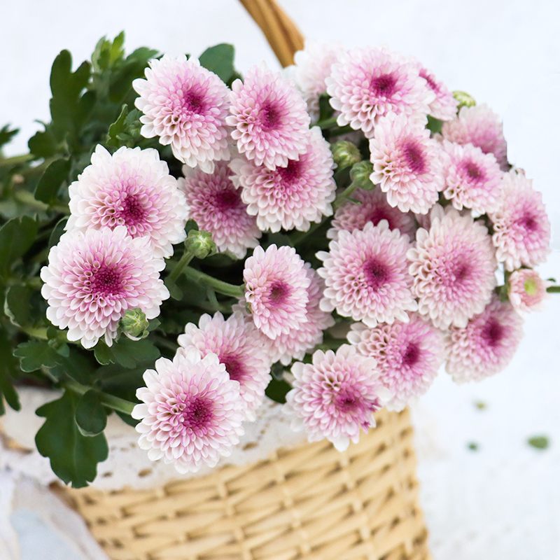 小雏菊鲜花云南基地直发昆明直供直批花束鲜花速递基地直发鲜切花