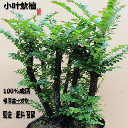 名贵黑骨茶黑檀木盆景树桩植物盆栽室内外桌面绿植小叶檀香紫檀树 - 图0