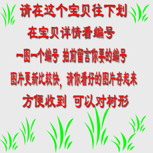 名贵黑骨茶黑檀木盆景树桩植物盆栽室内外桌面绿植小叶檀香紫檀树 - 图2